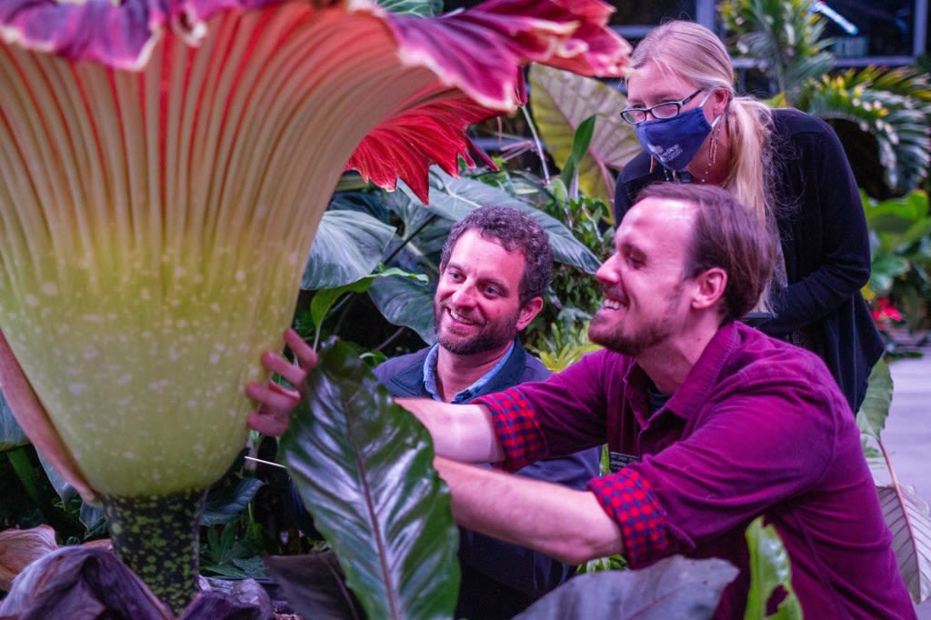 Corpse flower's 'stinky beauty' has reopened at San Diego Botanic Garden