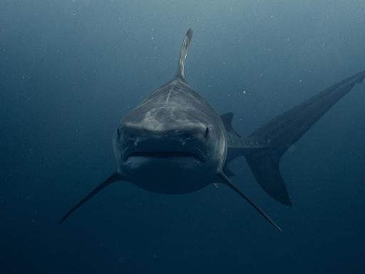 Tiburones que consumen cocaína: se ha encontrado esta sustancia en su organismo