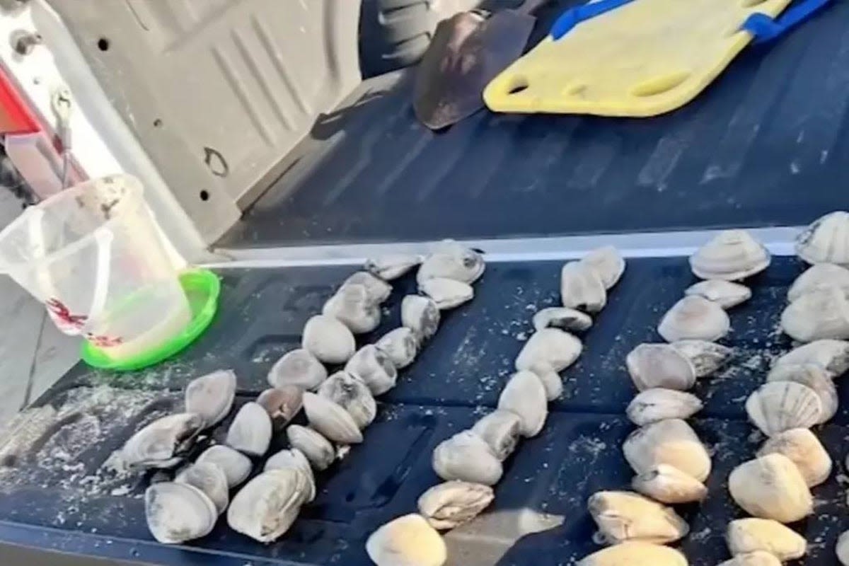 Kids accidentally collected 72 clams thinking they were seashells. Then came the $88k fine