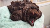 ‘Invasive’ alligator snapping turtle found in Cumbria and named Fluffy by vets