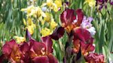 Iris Society to host show June 1-2