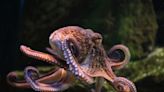 Company faces backlash over ‘cruel’ plans to farm and slaughter millions of octopuses: ‘It … should not be allowed’