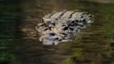 Crocodile swims 100 miles, returns to where it was captured in Florida