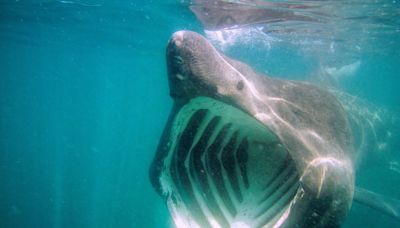 TCD’s ‘shark fitbit’ yields valuable data on basking shark’s response to potentially lethal boat strikes