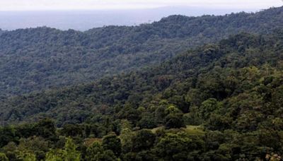 Los bosques de Costa Rica que conquistan a turistas están en la mira del narcotráfico para esquivar vigilancia | CNN