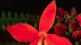 Epidendrum Radicans Or Reed Orchid Care & Characteristics