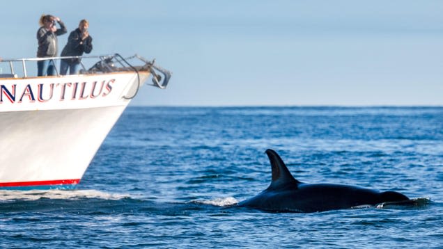 Orcas Sink 49-Foot Yacht in Mystifying Trend Around the Strait of Gibraltar