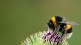 Bumblebee babies are dying in their nests because global temperatures are getting too warm, study finds
