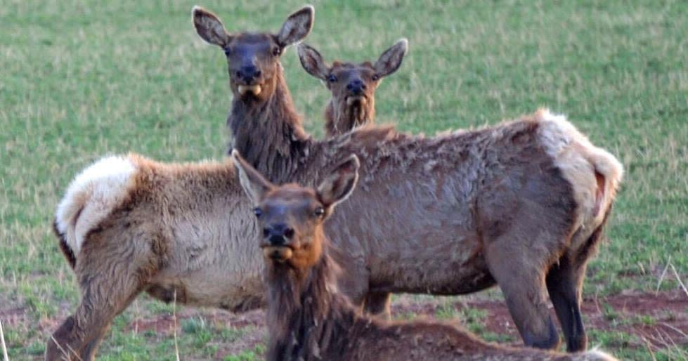 Judge rules in state's favor regarding landowners' elk management lawsuit