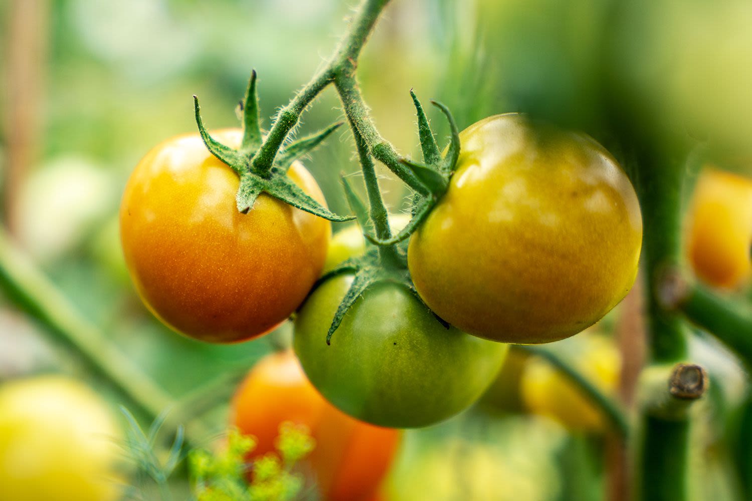 3 Reasons Your Tomatoes Aren't Turning Red—and 4 Ways to Help Them Ripen