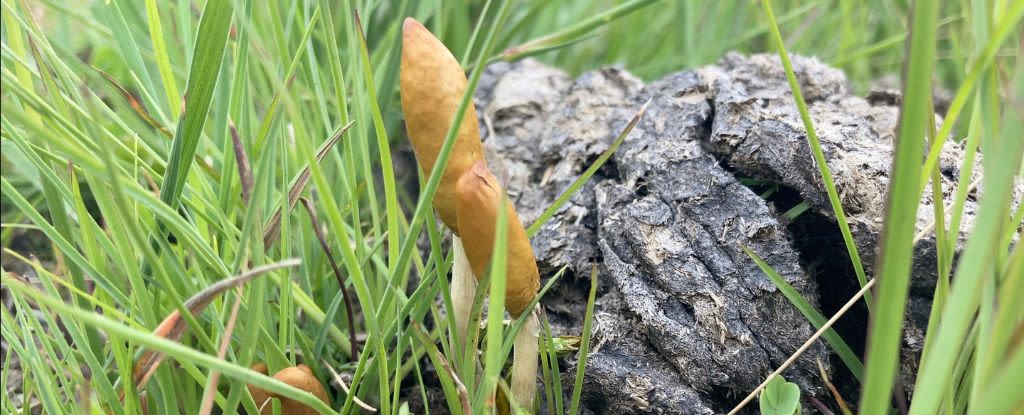 New Species of Magic Mushrooms Discovered in Africa Are Unknown to Science