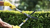 Gardener shares 'simple' pruning rule so plants 'grow back with lots of vigour'