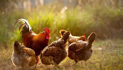 CDC investigating multistate salmonella outbreaks linked to backyard poultry