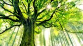 Project One Tree: Importance of Trees in a World Crumbling to Climate Crisis - News18