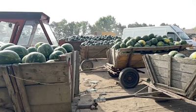 Preisschock für Melonenbauern in Rumänien: Überangebot lässt Früchte verfaulen