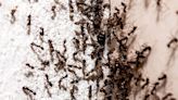 Ants will never enter your home when using 1 item cleaner claims the pests hate