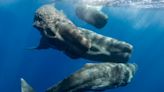 Scientists are starting to decode what sperm whales are saying