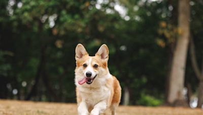 These California cities are among the top dog-friendly vacation spots in US. Here’s why