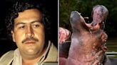Pablo Escobar’s 'Cocaine Hippos' Are Multiplying — and Starting to Attack People: ‘Very Dangerous’