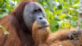 Descubren a un orangután salvaje que utiliza una planta medicinal para desinfectar sus heridas - La Opinión