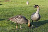 WWT Slimbridge