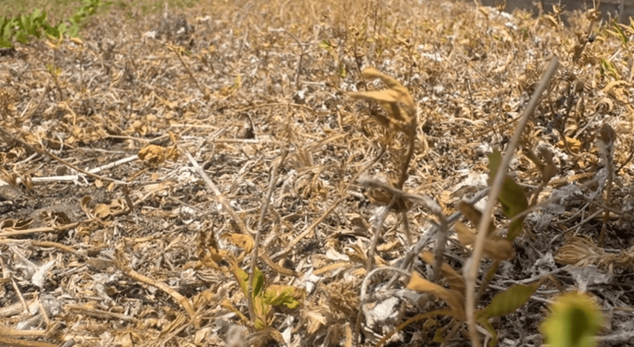 Manatee County enacts burn ban as dry conditions persist