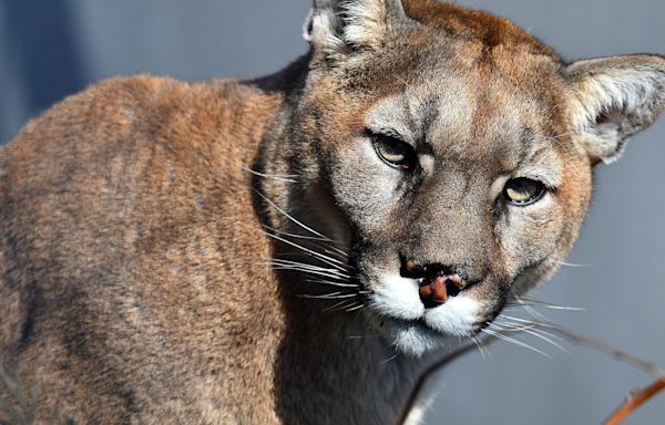 Did he want a cat scan? Mountain lion makes surprise visit to Arizona hospital