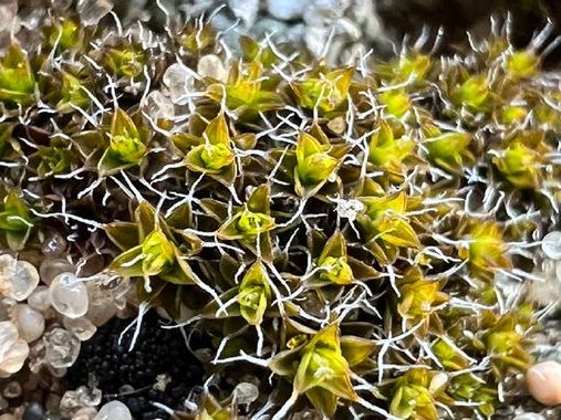 'Super moss' discovered that could help sustain life on Mars