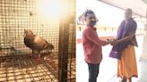 Pigeon from Kerala flies to Bhagamandala Temple - Star of Mysore