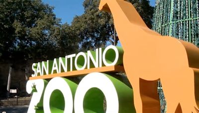 San Antonio Zoo named best in Texas for 5th time, now top-ranked in the U.S