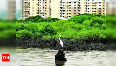 Greens oppose building project on Thane mangroves | Mumbai News - Times of India