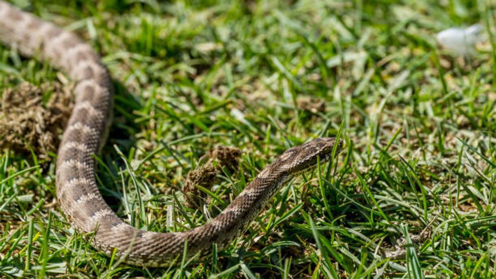 Snake invasion at Williamson County substation sparks multiple power outages