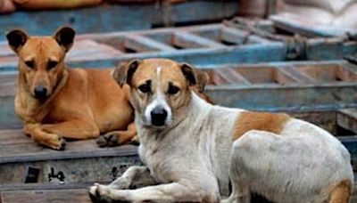 Pet Dogs Fight Knife-Wielding Attackers In UP To Protect Owners