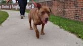 This ‘Gorgeous’ adoptable senior dog lives up to his name