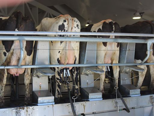 Researchers believe milking equipment is aiding transition of bird flu between cows