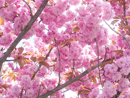 Cherry blossom, the flower that welcomes spring