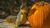 Here's How to Stop Squirrels from Eating Your Pumpkins This Fall
