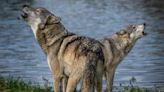 Wolves returned to Isle Royale five years ago, and they’re thriving