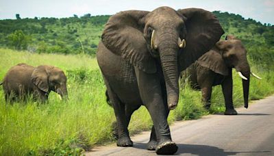 Elephants trample Spanish man to death in S Africa