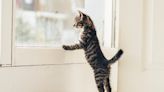 Kitten Seeing Birds Outside the Window for the First Time Is Full of Curiosity