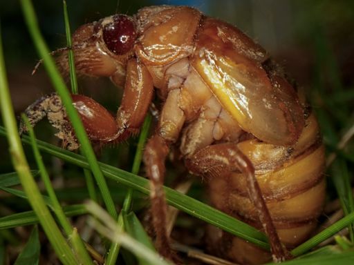 Cicada broods map: See the states where billions of cicadas are emerging soon