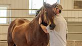 Equine therapy at Kansas horse farm gets vets and first responders back on their feet | Opinion