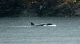 Equipos de rescate intentan salvar a una cría de orca huérfana varada en una remota laguna de la Columbia Británica