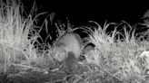 Beaver kits spotted at Longleat for the first time