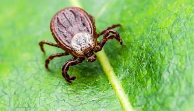 Man Dies After Contracting ‘Bleeding Eyes’ Disease From Tick Bite; Know About Crimean-Congo Hemorrhagic Fever