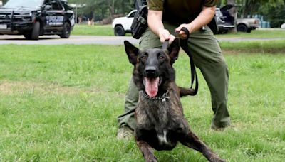 Corinth PD's new K-9 Duma arrives from South Africa ready to sniff out crime