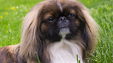 Pekingese Refuses to Give Up Making a ‘Sock Delivery’ to His Human