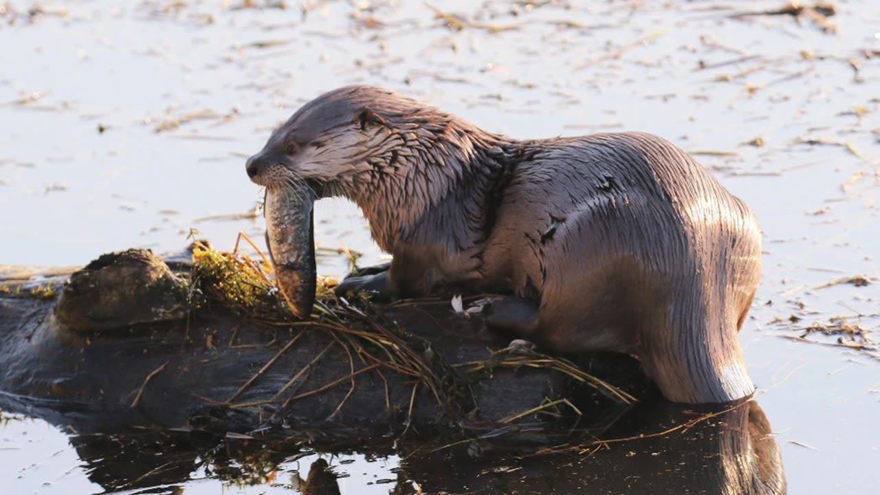 River otter drags young Washington state child underwater, attacks mother: officials