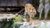 Tiger captured in Wayanad finds new home at Thiruvananthapuram Zoo, Kerala