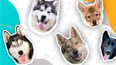 Razas de perros: características y necesidades del Basset Grifón vandeano (pequeño)